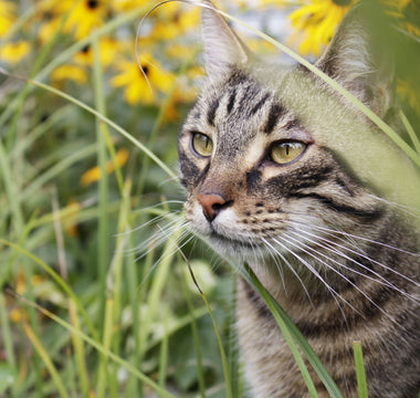 Katze: Wellness für die Samtpfote - haustierkost.de