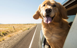 Hund im Auto: Hitze wird schnell gefährlich - haustierkost.de