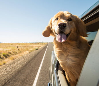 Hund im Auto: Hitze wird schnell gefährlich - haustierkost.de