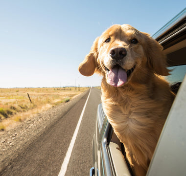 Hund im Auto: Hitze wird schnell gefährlich - haustierkost.de