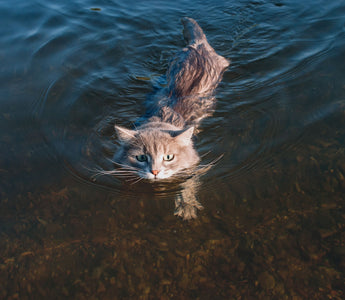 Katze abkühlen im Sommer: das hilft - haustierkost.de