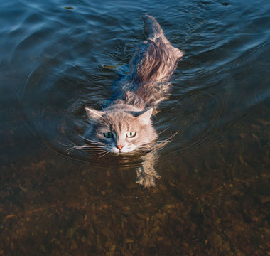 Katze abkühlen im Sommer: das hilft - haustierkost.de