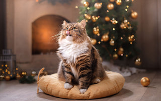 Weihnachtsgeschenke für Katzen: unsere Ideen - haustierkost.de