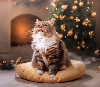 Weihnachtsgeschenke für Katzen: unsere Ideen - haustierkost.de