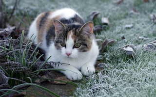 Freigängerkatze: Hilfe im Winter - haustierkost.de