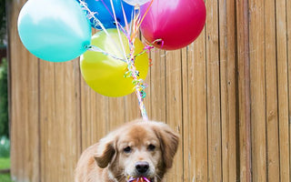 Hunde Geburtstagskuchen: Den Geburtstag richtig feiern