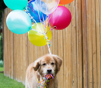 Hunde Geburtstagskuchen: Den Geburtstag richtig feiern