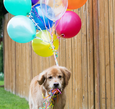 Hunde Geburtstagskuchen: Den Geburtstag richtig feiern