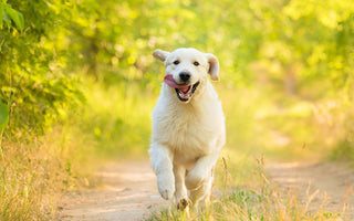 Trainingswurst für den Hund: Mit Leckerlis trainieren - haustierkost.de