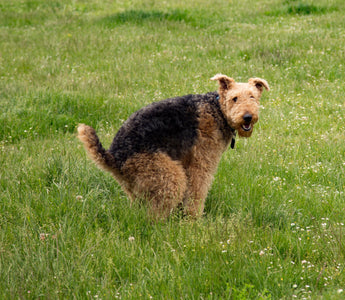 Durchfall: Hund richtig ernähren und begleiten - haustierkost.de