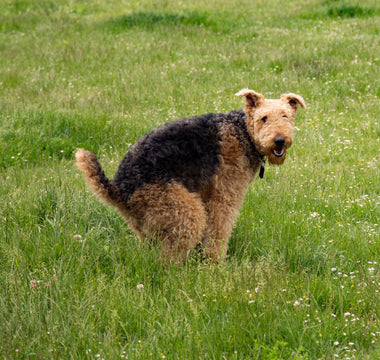 Durchfall: Hund richtig ernähren und begleiten - haustierkost.de