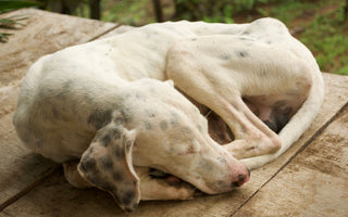 BARFEN für Allergiker: Hunde mit Allergien richtig ernähren - haustierkost.de