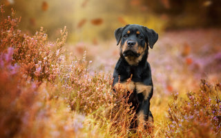 Vitamine für alte Hunde: das braucht Ihr Hund im Alter - haustierkost.de