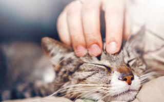 Katze: Immunsystem stärken beim BARFEN - haustierkost.de