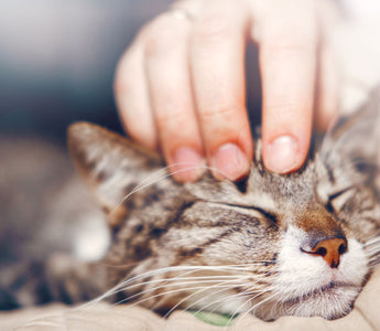 Katze: Immunsystem stärken beim BARFEN - haustierkost.de