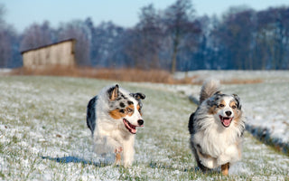 Winterurlaub mit Hund - haustierkost.de