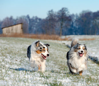 Winterurlaub mit Hund - haustierkost.de