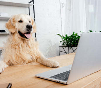 Ein Hund im Büro? Ihre Vorteile! - haustierkost.de