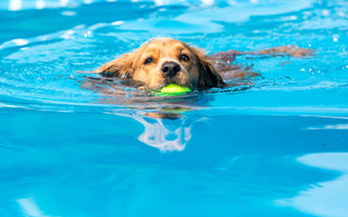 Hund: wasserscheu oder Wasserratte? - haustierkost.de