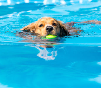 Hund: wasserscheu oder Wasserratte? - haustierkost.de