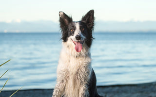 Am Strand mit Hund: das braucht der Hund - haustierkost.de