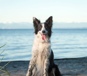 Am Strand mit Hund: das braucht der Hund - haustierkost.de