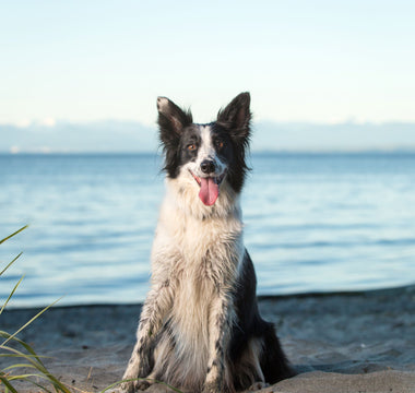 Am Strand mit Hund: das braucht der Hund - haustierkost.de