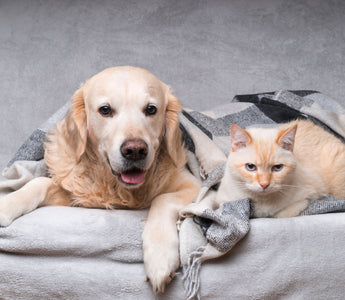 Hundepubertät: den Hund durch die Pubertät begleiten - haustierkost.de