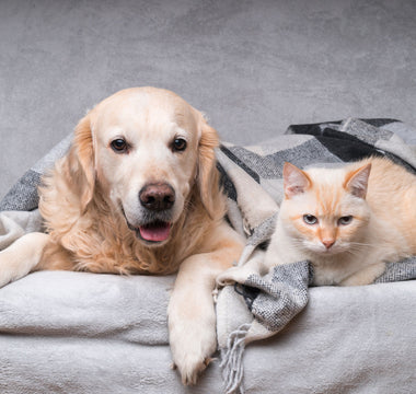 Hundepubertät: den Hund durch die Pubertät begleiten - haustierkost.de