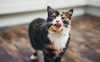 Katze im Sommer: Die richtige Trinkmenge - haustierkost.de