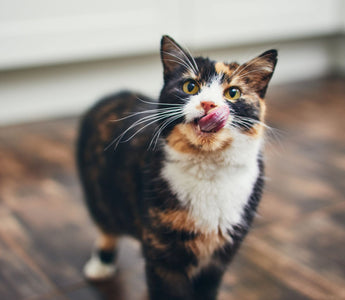 Katze im Sommer: Die richtige Trinkmenge - haustierkost.de