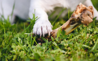 Calciummangel beim Hund: Ratgeber - haustierkost.de