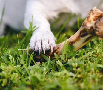 Calciummangel beim Hund: Ratgeber - haustierkost.de