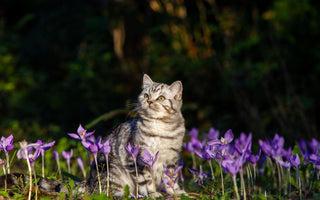 BARFEN für Anfänger mit Katzen