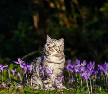 BARFEN für Anfänger mit Katzen