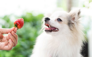 Dürfen Hunde Erdbeeren essen?