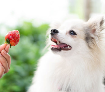 Dürfen Hunde Erdbeeren essen?