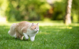 Hitzschlag: Katze vor hohen Temperaturen schützen - haustierkost.de