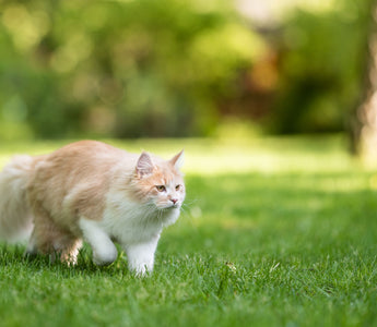 Hitzschlag: Katze vor hohen Temperaturen schützen - haustierkost.de