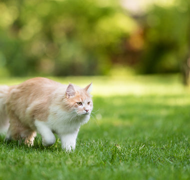 Hitzschlag: Katze vor hohen Temperaturen schützen - haustierkost.de