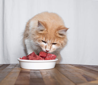 Katze ist mäkelig beim Fressen von BARF - haustierkost.de