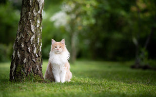 Weltkatzentag: Internationaler Tag der Katze - haustierkost.de