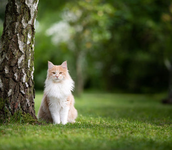 Weltkatzentag: Internationaler Tag der Katze - haustierkost.de