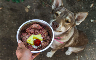 Wie der Hund frisst, statt mäkelig dreinzuschauen - haustierkost.de