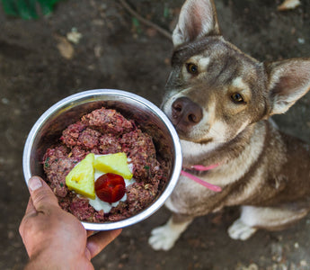 Wie der Hund frisst, statt mäkelig dreinzuschauen - haustierkost.de