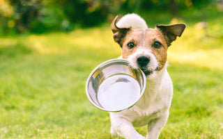 Hund richtig BARFEN – so geht’s - haustierkost.de