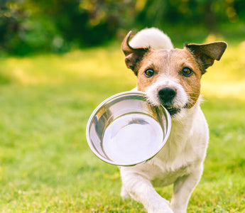 Hund richtig BARFEN – so geht’s - haustierkost.de