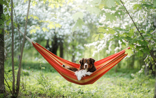 Camping mit Hund: wichtige Tipps - haustierkost.de