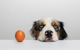 Dürfen Hunde rohe Eier essen? haustierkost.de erklärt - haustierkost.de