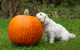 Kürbis für den Hund - haustierkost.de